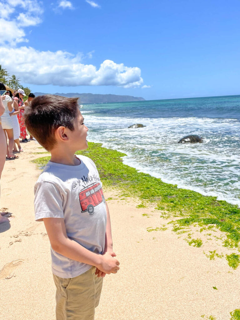 Image of a boy looking at sea turtles on the beach on Oahu