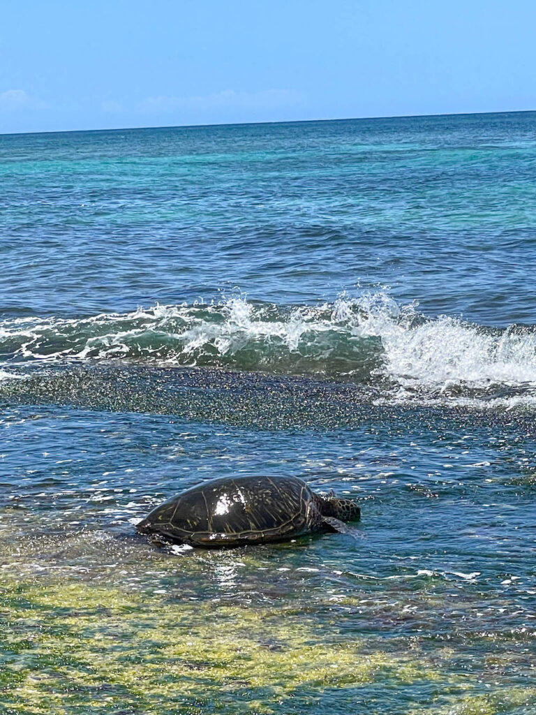 Image of a sea turtle in the ocean at a beach on Oahu