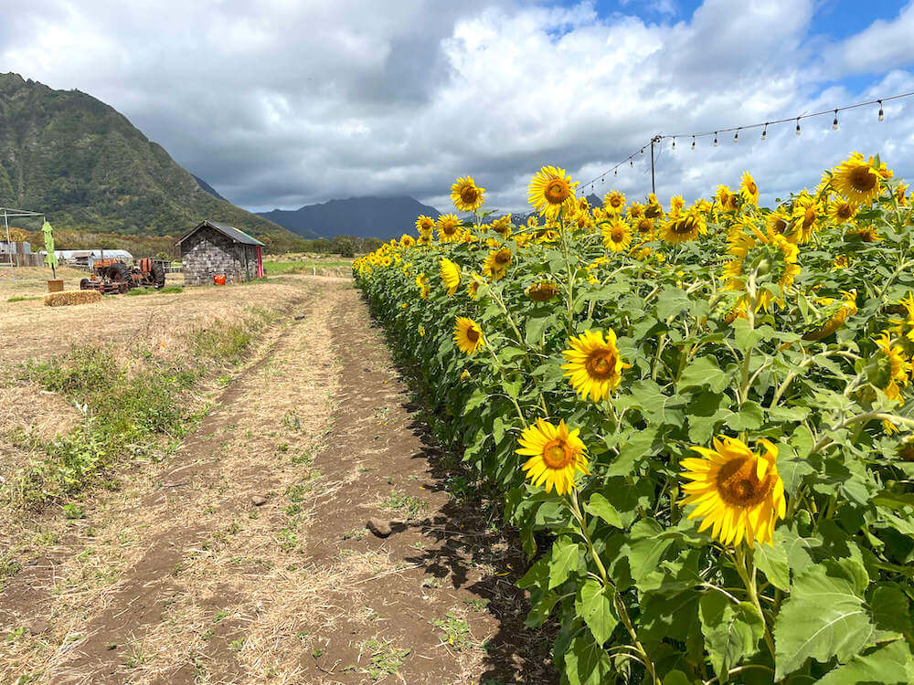 Image of a Hawaii sunflower field with mountains in the background.