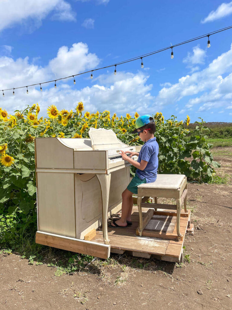 Image of a boy playing piano in a sunflower field in Hawaii