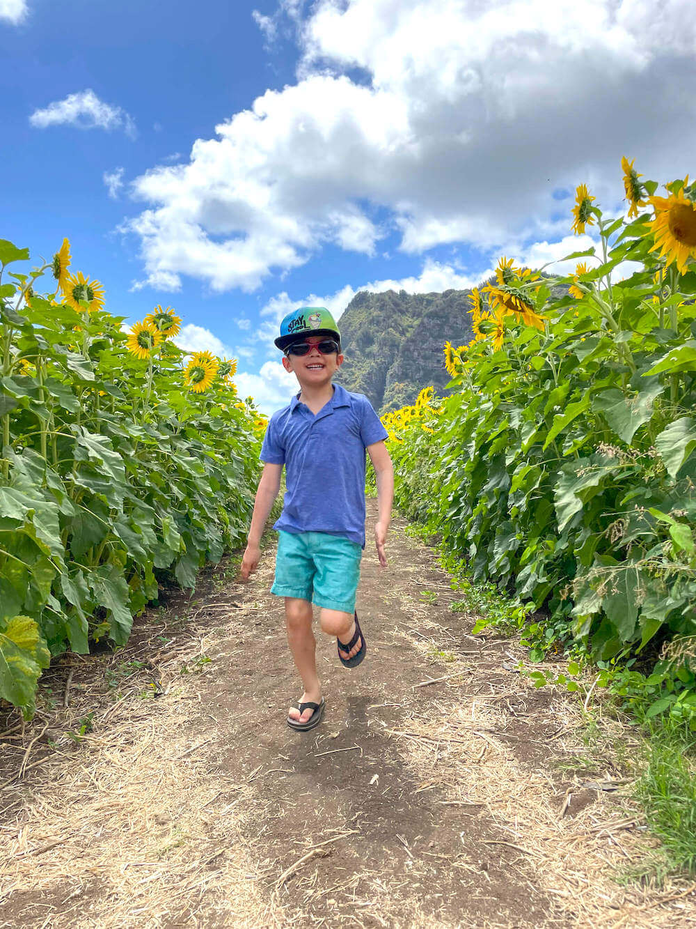 Guide to the Waimanalo Sunflower Farm with Kids (2023)