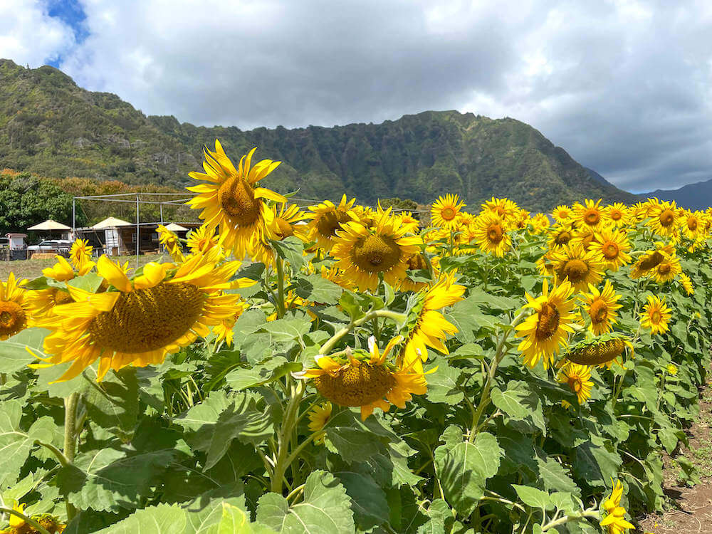 Image of a Hawaiian sunflower field on Oahu with mountains in the background