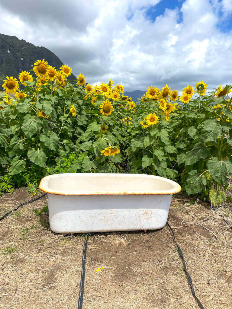 Image of a vintage bathtub in a sunflower field in Hawaii