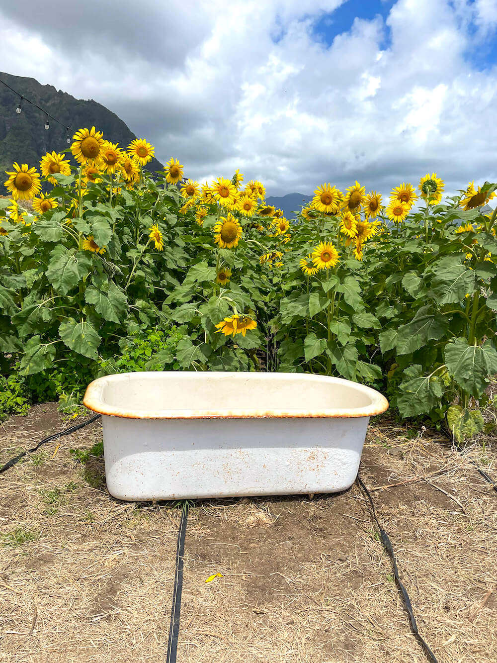 Guide to the Waimanalo Sunflower Farm with Kids (2023)