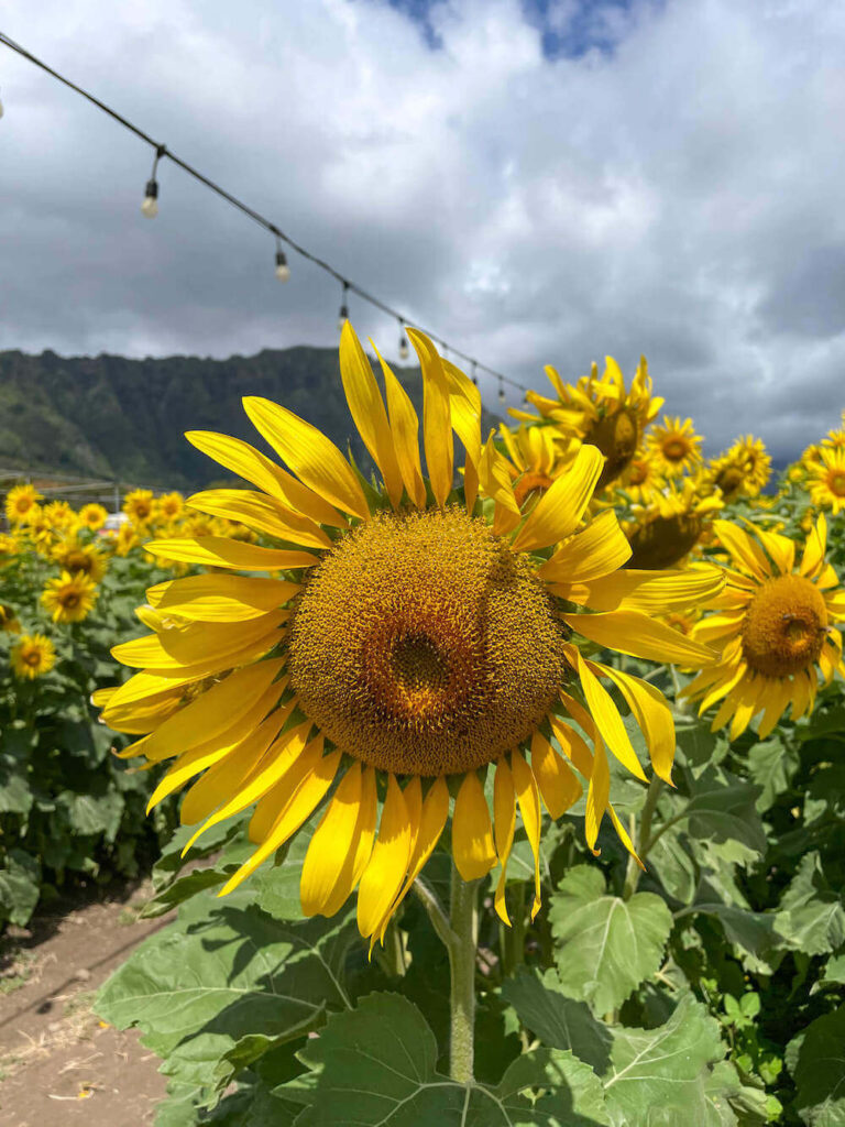 Image of a sunflower in a Hawaii sunflower field on Oahu with mountains in the background