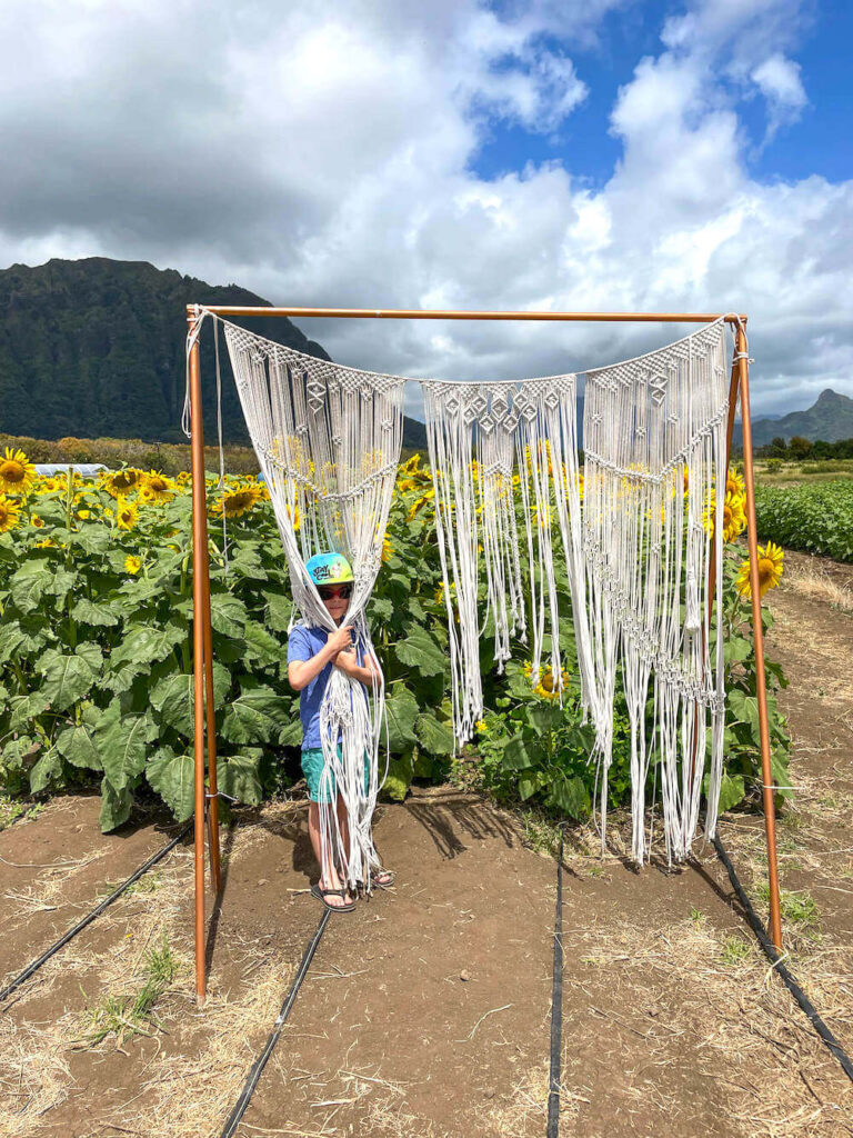 Image of of a boy standing in an outdoor macrame photo backdrop at a sunflower farm on Oahu