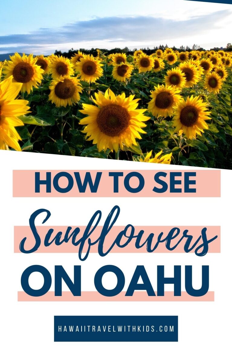 Guide to the Waimanalo Sunflower Farm with Kids (2023)