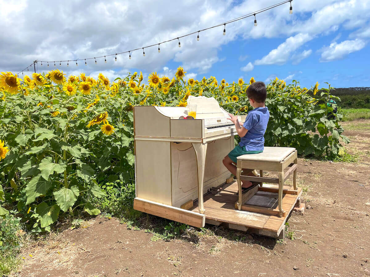 Looking for a sunflower field in Hawaii? Check out this guide to the Waimanalo Sunflower Farm on Oahu by top Hawaii blog Hawaii Travel with Kids! Image of a boy playing a piano in a sunflower field in Hawaii