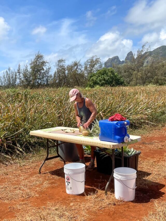 Should You do a Kauai Pineapple Plantation Tour? (2023)
