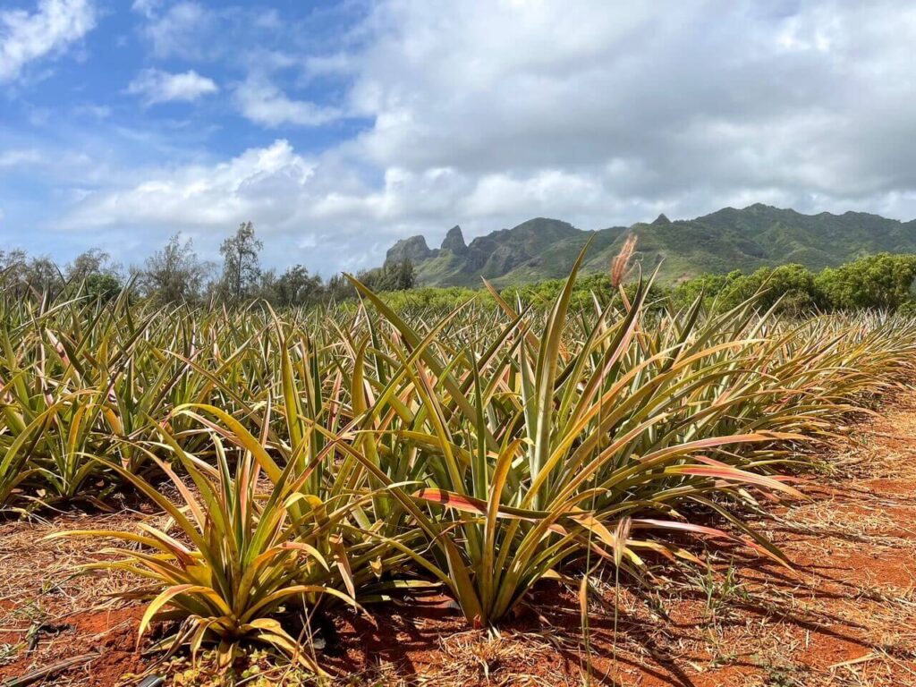 kauai coffee plantation tours