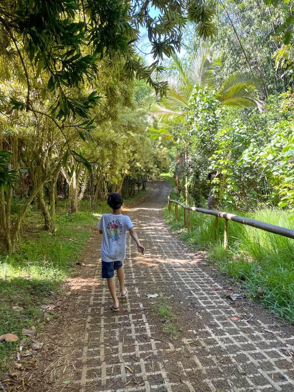 Is the Kauai Chocolate Farm Tour Worth It? (2023)