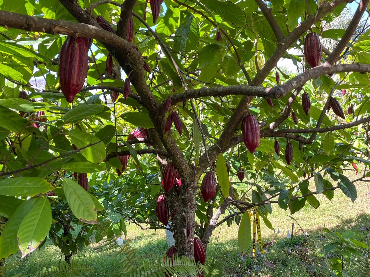 Is the Kauai Chocolate Farm Tour Worth It? (2023)