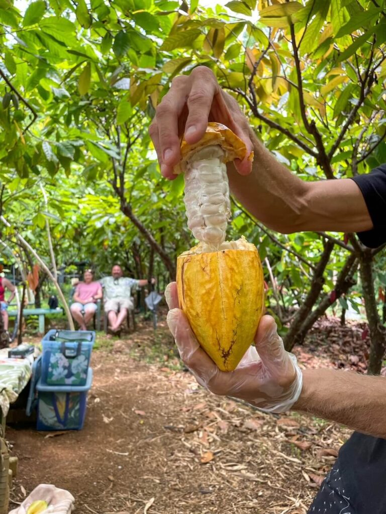 Kauai Chocolate Farm Tour Revew: Image of a cacao fruit