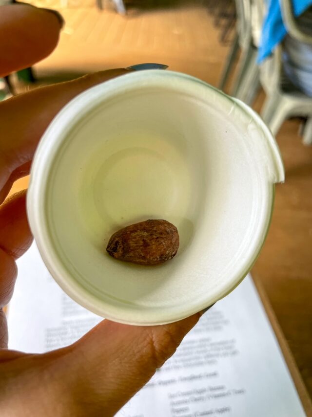 Is the Kauai Chocolate Farm Tour Worth It? (2023)