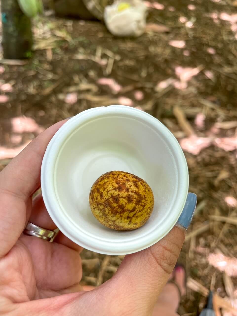 Is the Kauai Chocolate Farm Tour Worth It? (2023)