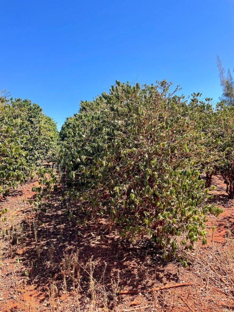 coffee plantation tour in kauai