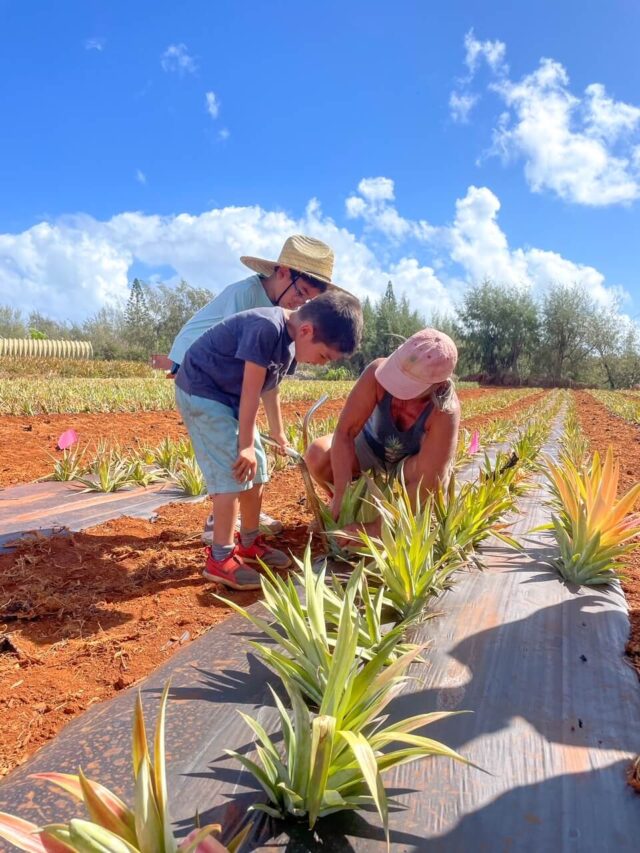 Should You do a Kauai Pineapple Plantation Tour? (2023)