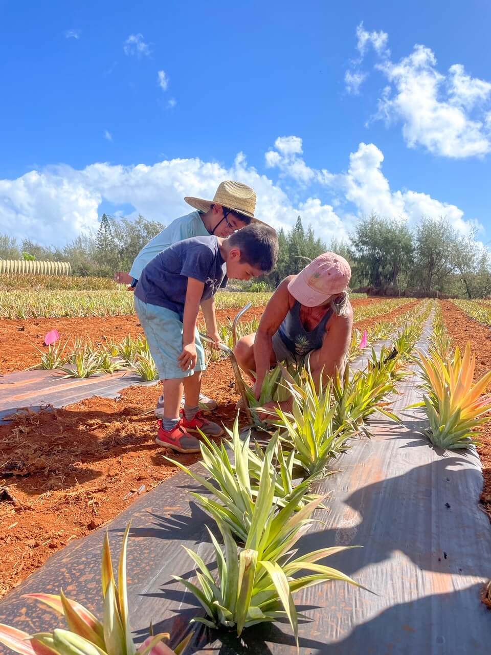Should You do a Kauai Pineapple Plantation Tour? (2023)