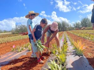 Check out this honest Kauai pineapple plantation tour review by top Hawaii blog Hawaii Travel with Kids! Image of a farmer and two boys planting pineapple crowns into red dirt