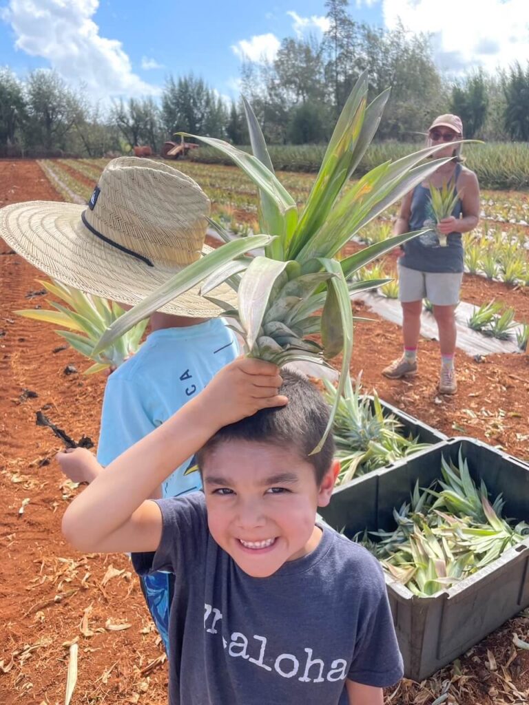 pineapple plantation tours big island hawaii