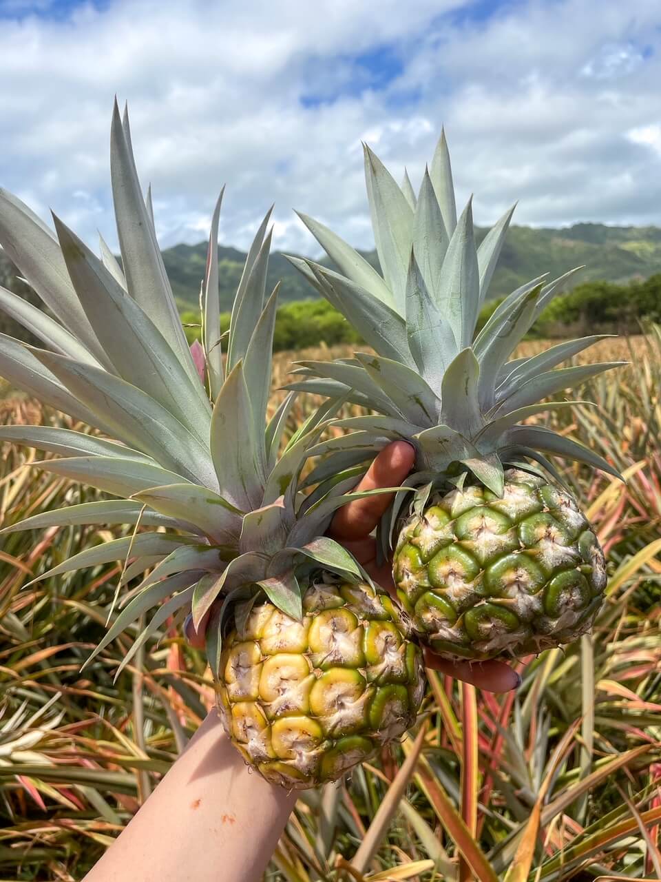 Should You do a Kauai Pineapple Plantation Tour? (2023)