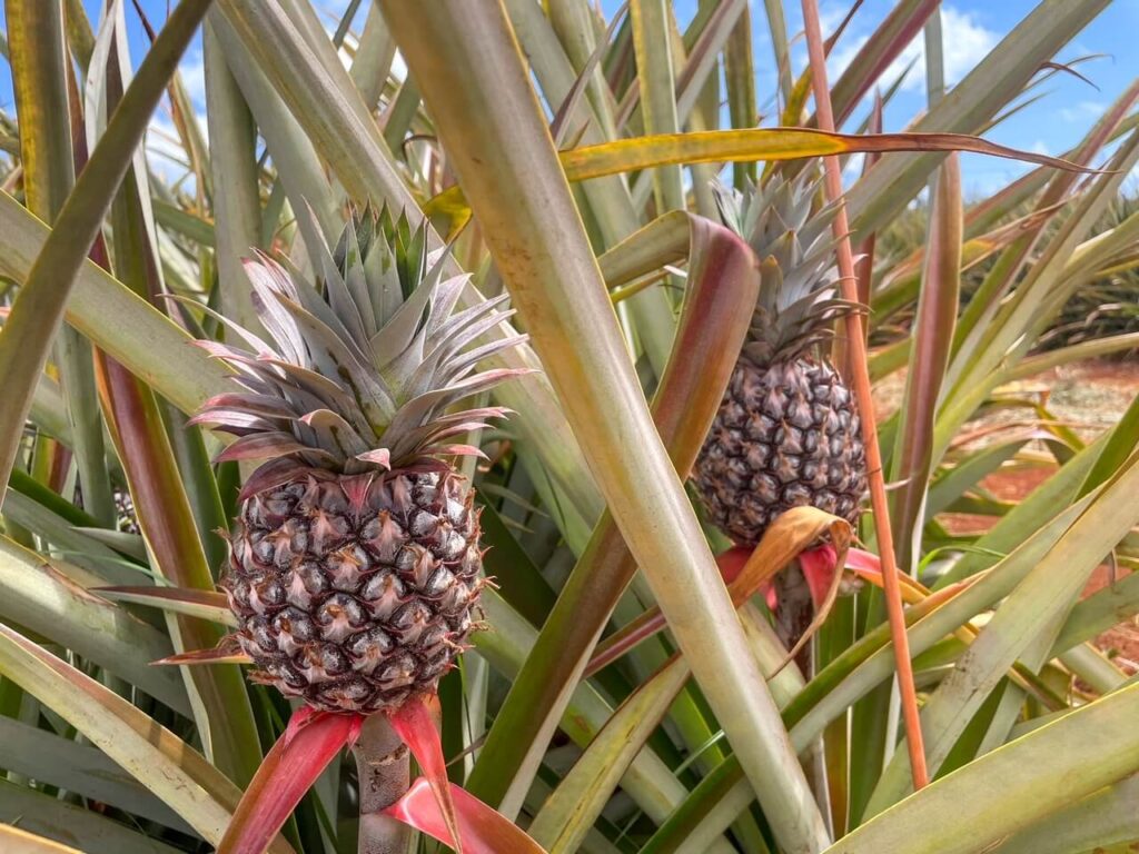 pineapple plantation tours big island hawaii