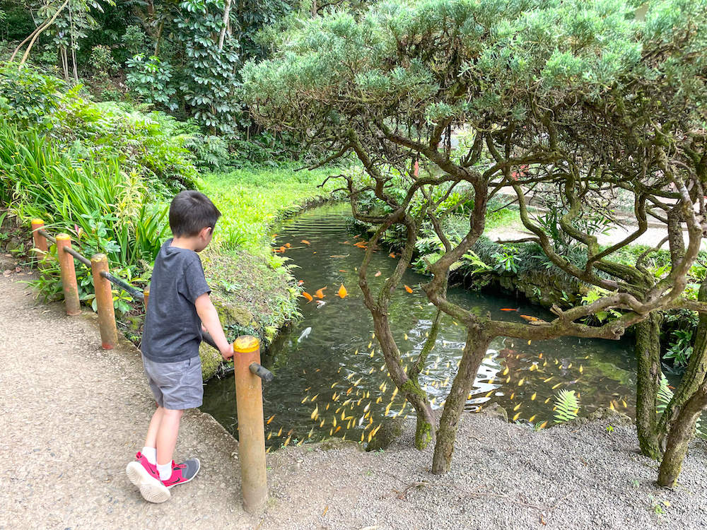 Image of a boy watching koi fish at the Byodo-In Temple on Oahu