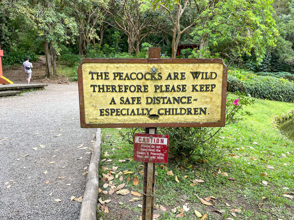 Image of a sign that says peacocks are wild therefore please keep a safe distance especially children