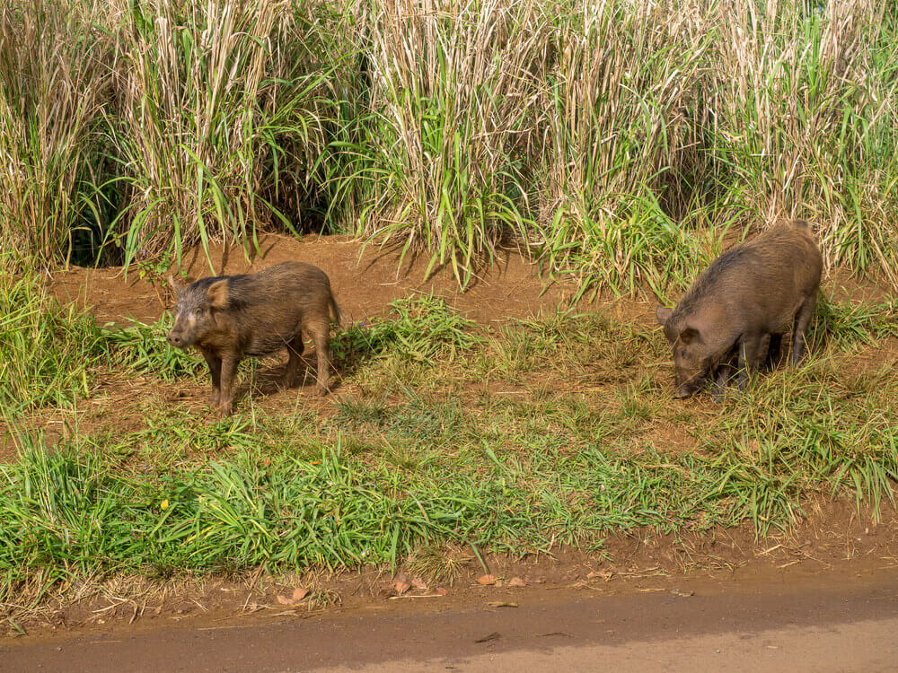 Image of feral pigs on Kauai