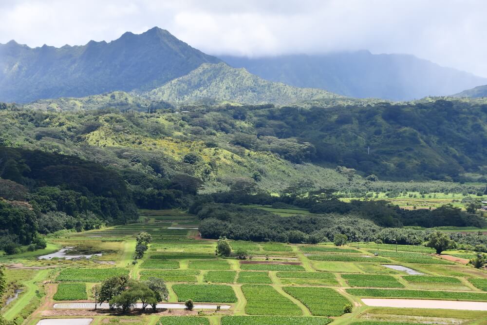 Image of taro fields with mountains in the background in Hanalei Kauai