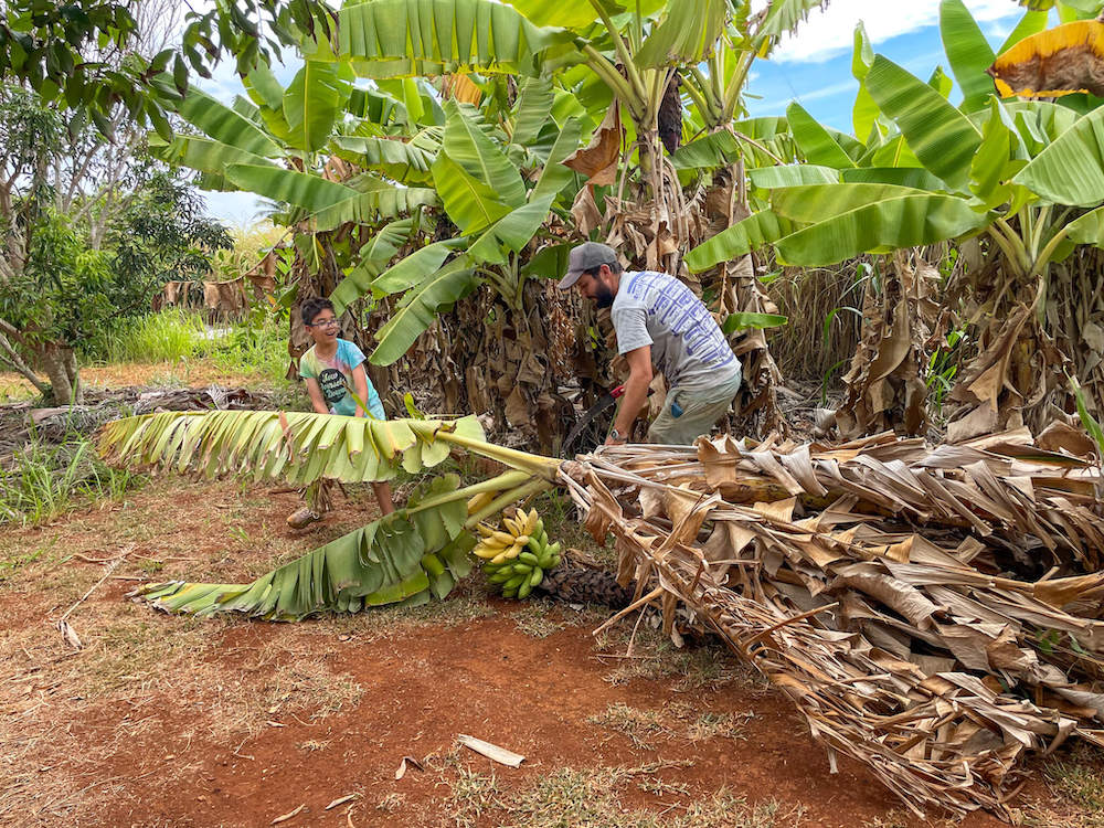 Image of a man and boy with a chopped down banana tree on a Kauai farm