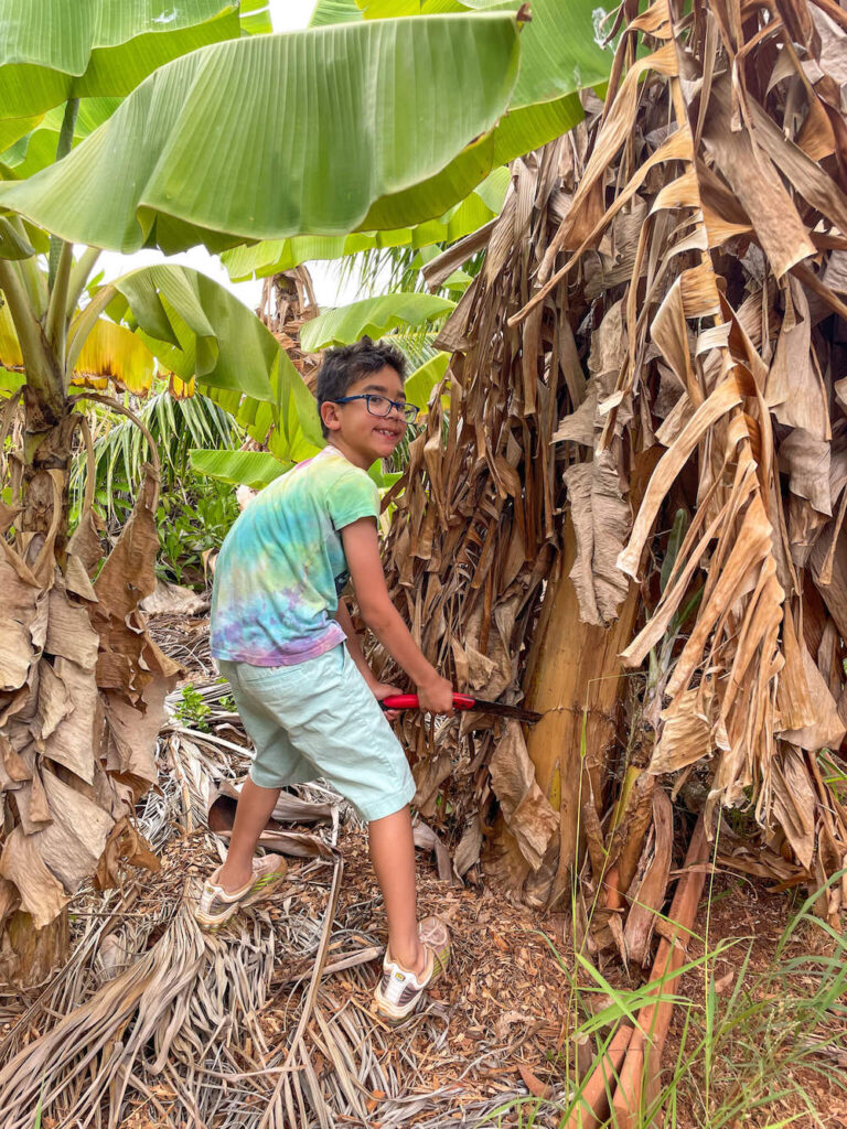 Image of a boy chopping down a banana tree
