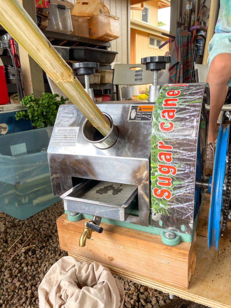 Image of a sugar cane stalk going into a juicing machine