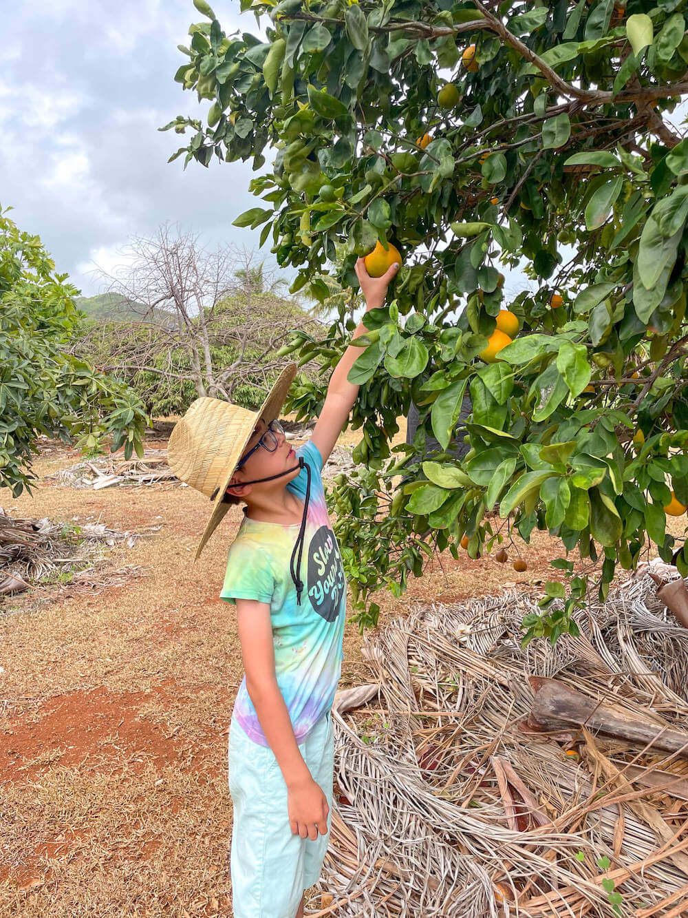 Kalalea View Farm Amazing KidFriendly Kauai Farm Tour (2023)