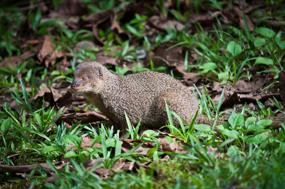 Image of an Asian mongoose