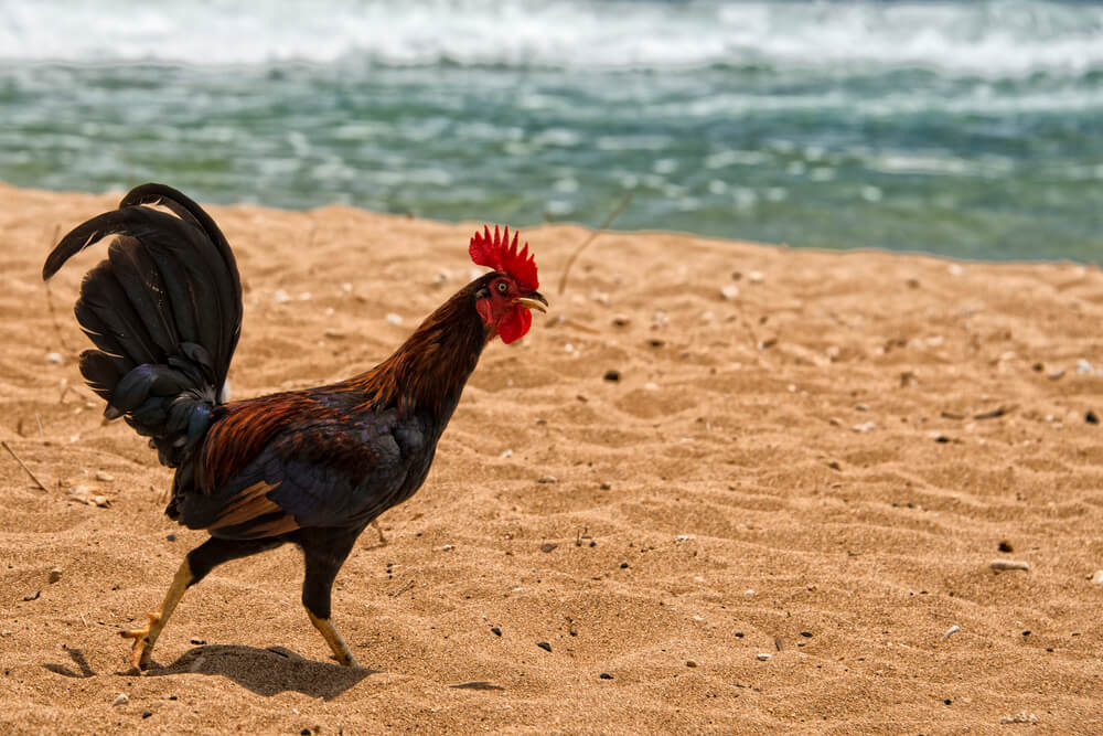 Image of a rooster on a beach in Hawaii
