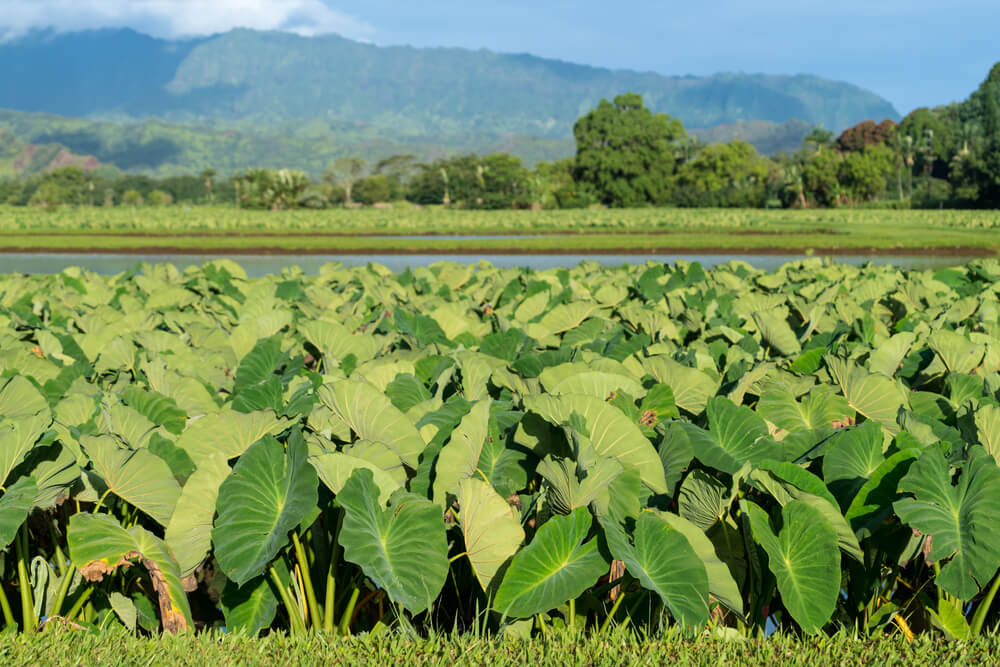 Image of a taro field in Hanalei, Kauai