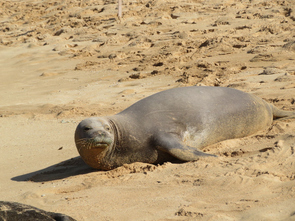 Image of a monk seal at Poipu Beach on Kauai