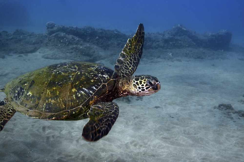 Turtle town in Maui is a popular place for green sea turtles and eco tourists alike.