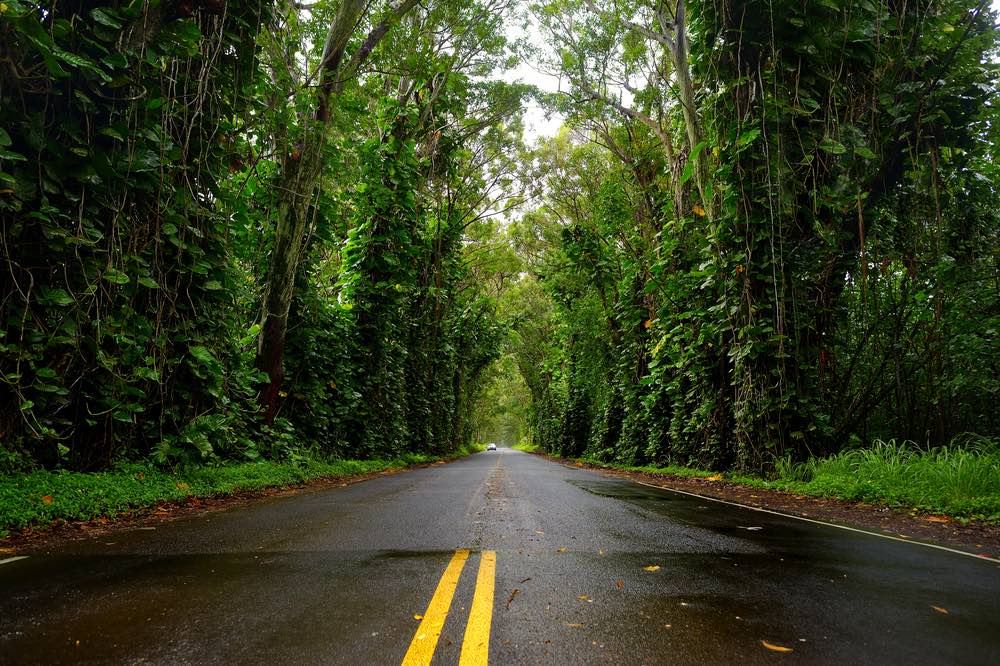 Eucalyptus tree tunnel near Koloa Town on Kauai, Hawaii