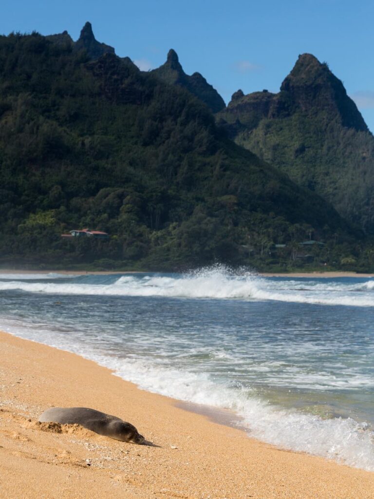 Hawaiian monk seal rests on the sand at Tunnels Beach in winter on Hawaiian island of Kauai on North Shore