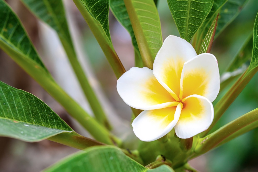 White and yellow Plumeria ( frangipani flowers ) on bright sunlight.