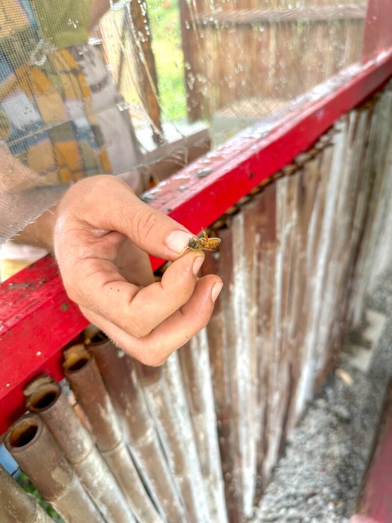 Image of a hand holding a queen bee at Big Island Bees in Hawaii.