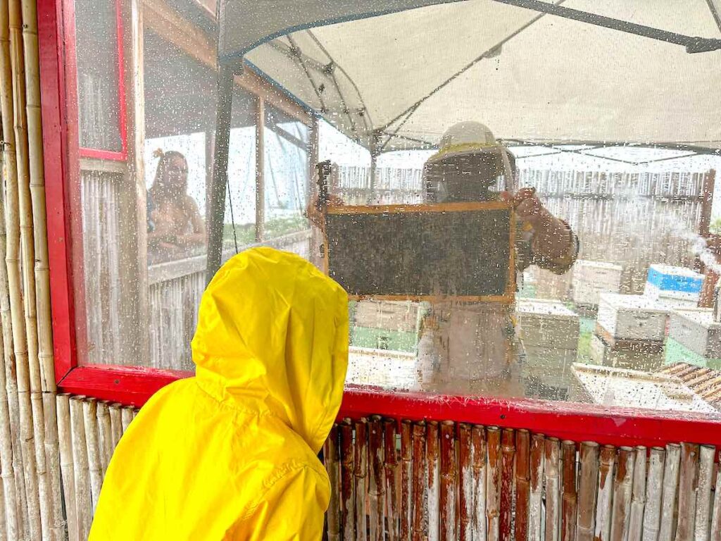 Check out this Big Island Bees tour review by top Hawaii blog Hawaii Travel with Kids! Image of a boy looking at a beehive in Hawaii