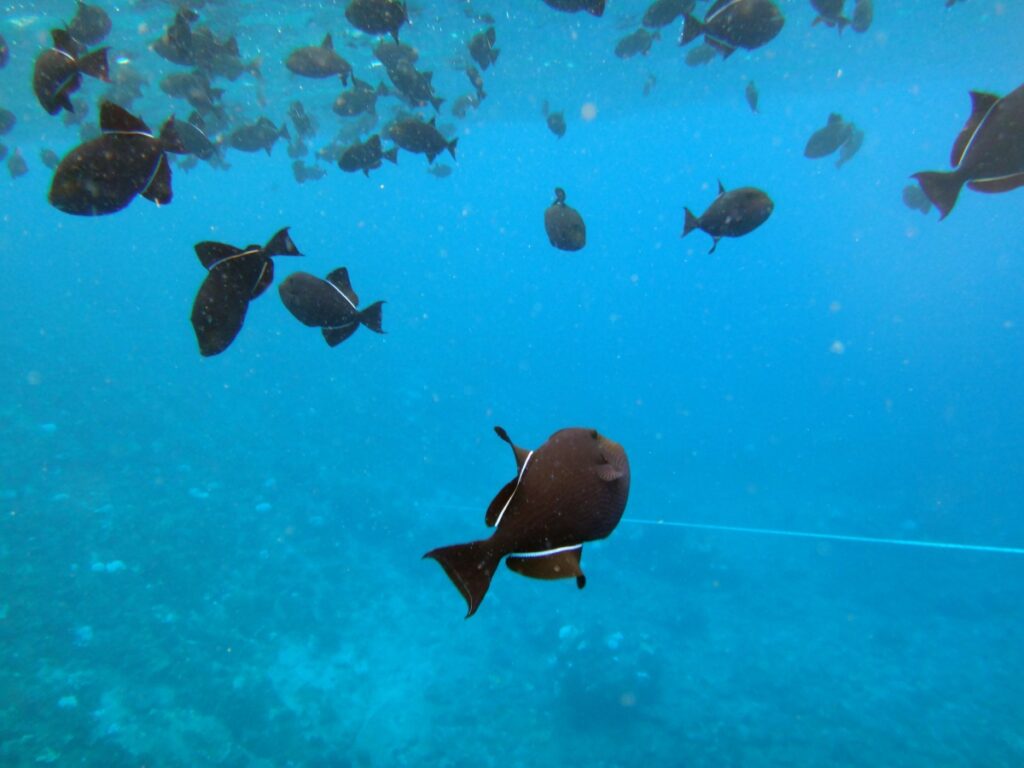 molokini kayak tour