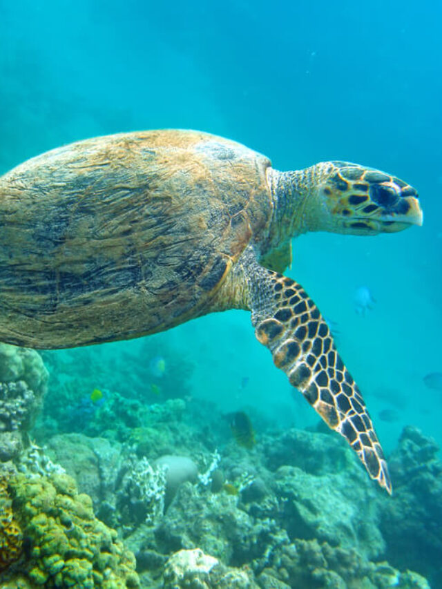 Best places to see sea turtles Turtle Island