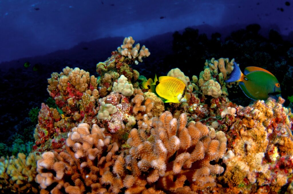 molokini kayak tour