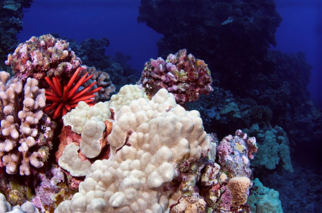 Coral reef in Hawaii