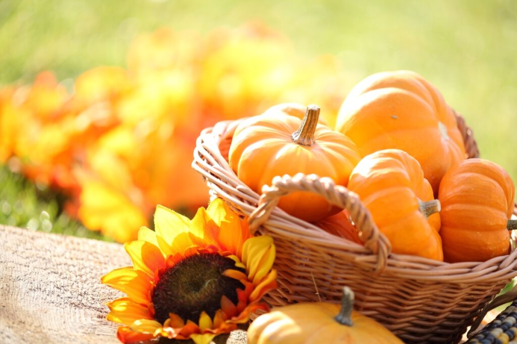 pumpkins with sunflowers