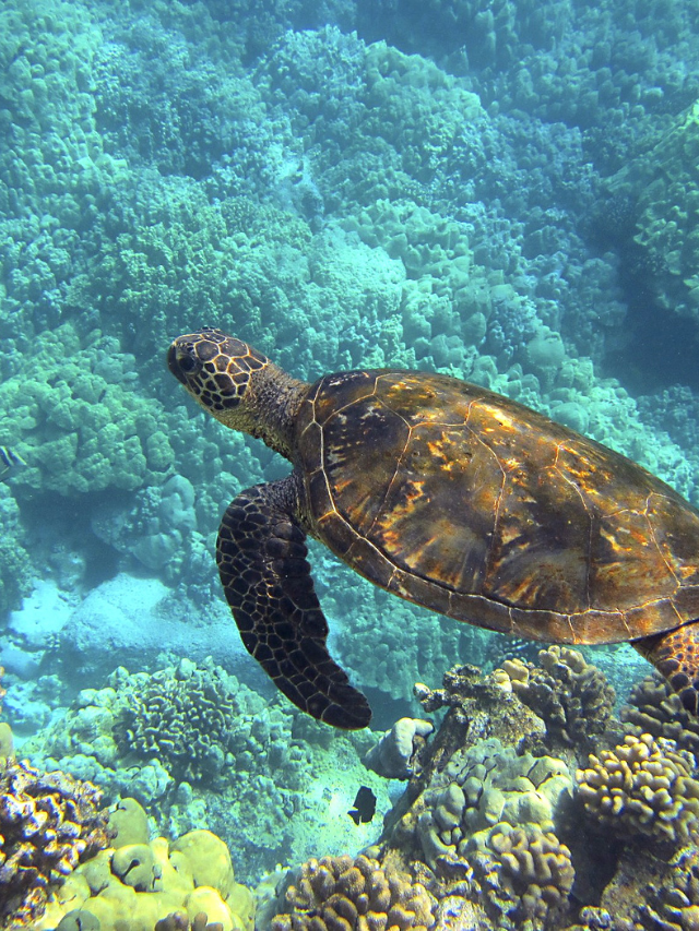 christmas market (6)